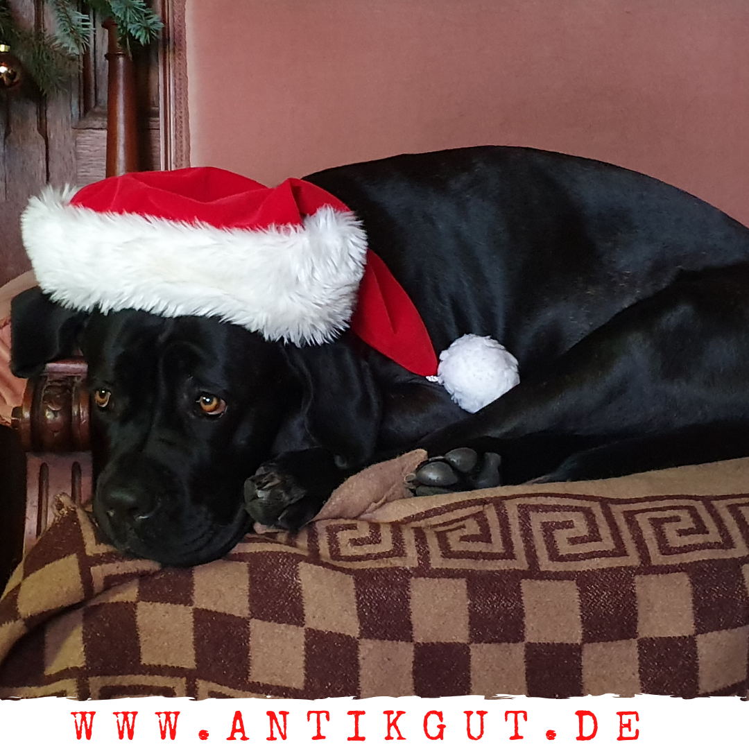 Bronka unsere italienische Dogge verbreitet Weihnachtsstimmung □.